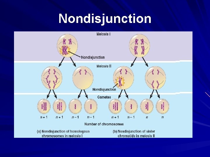 Nondisjunction 