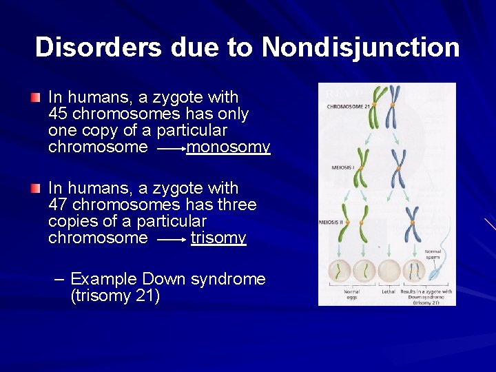 Disorders due to Nondisjunction In humans, a zygote with 45 chromosomes has only one