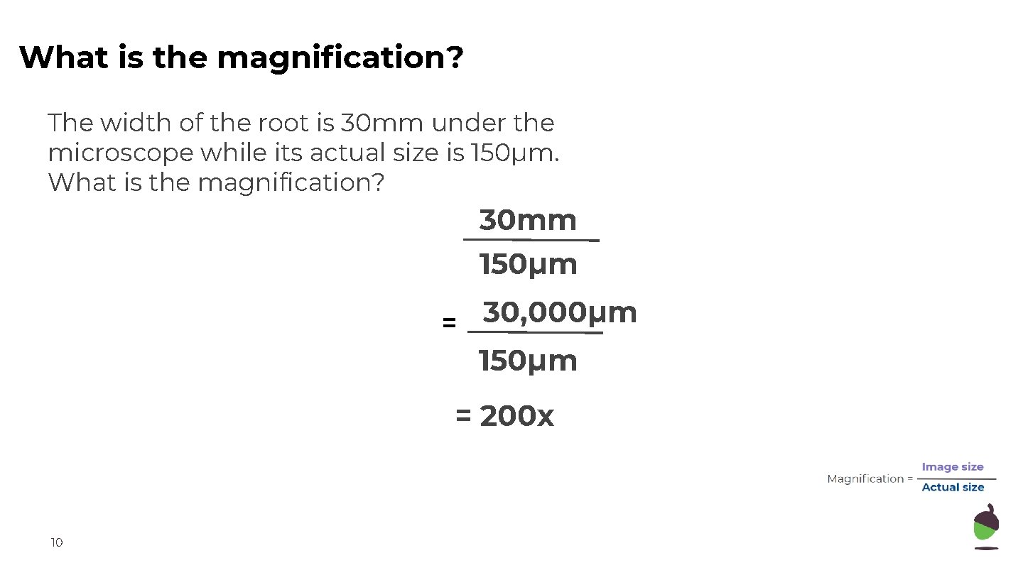 What is the magnification? The width of the root is 30 mm under the