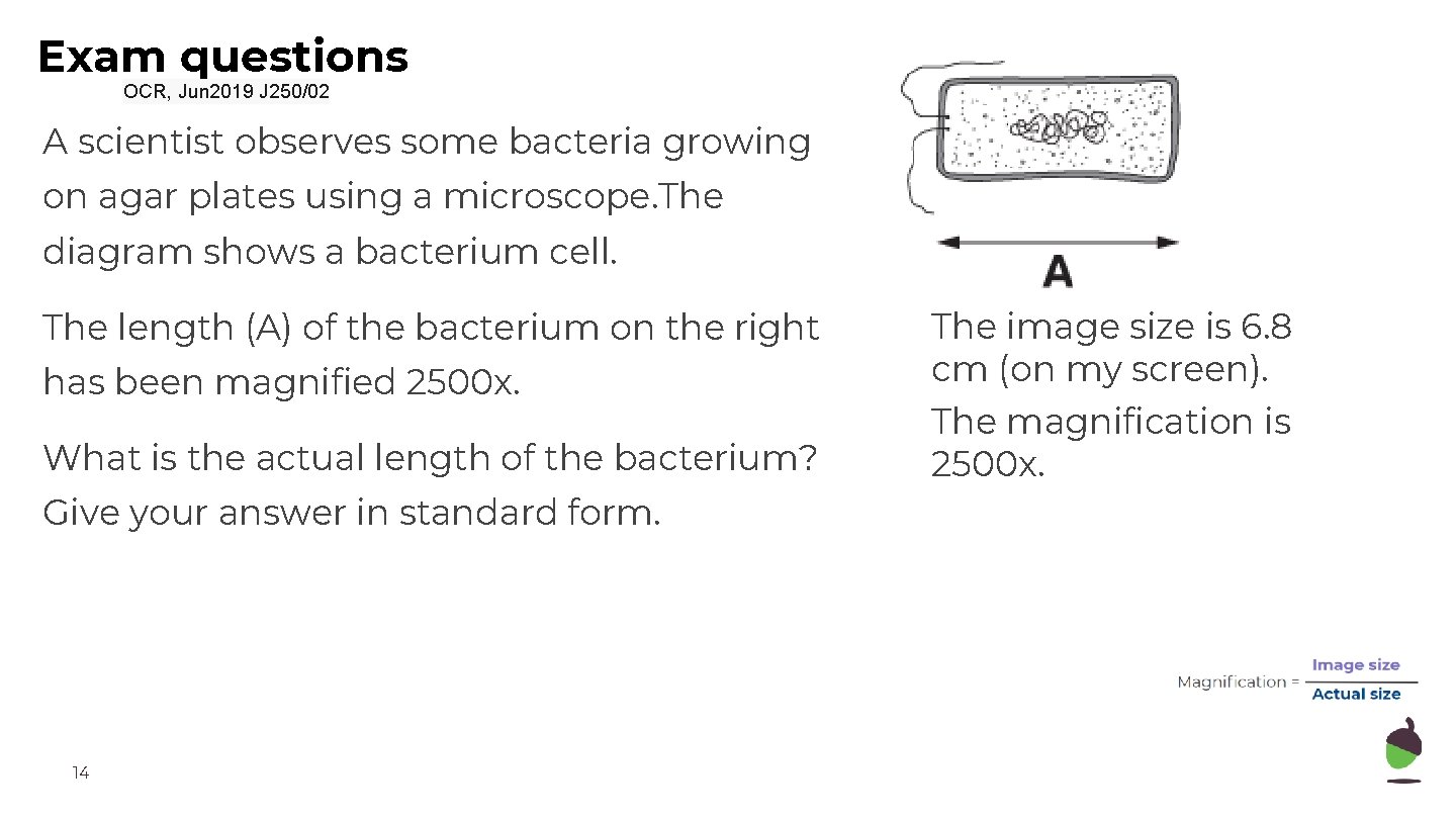 Exam questions OCR, Jun 2019 J 250/02 A scientist observes some bacteria growing on