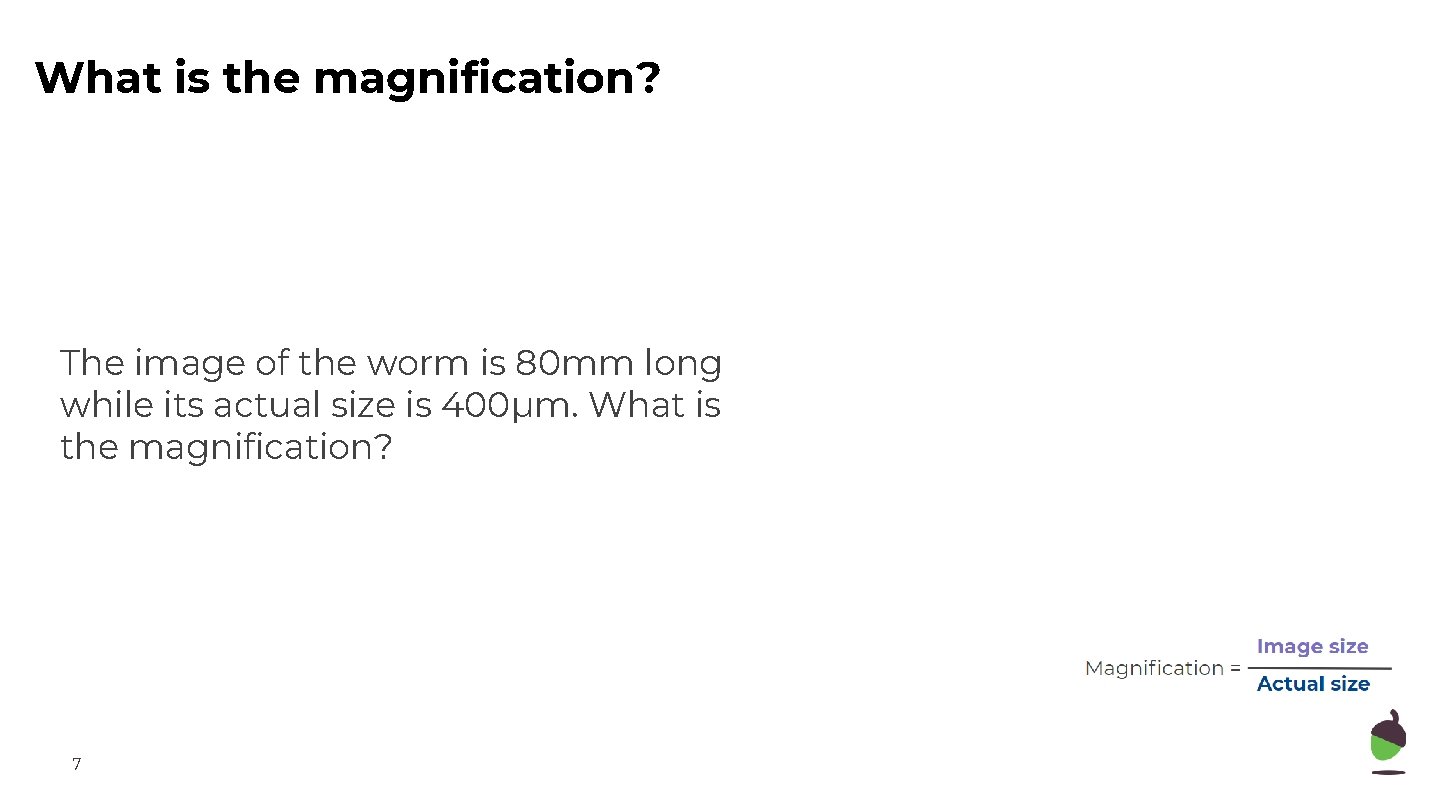 What is the magnification? The image of the worm is 80 mm long while