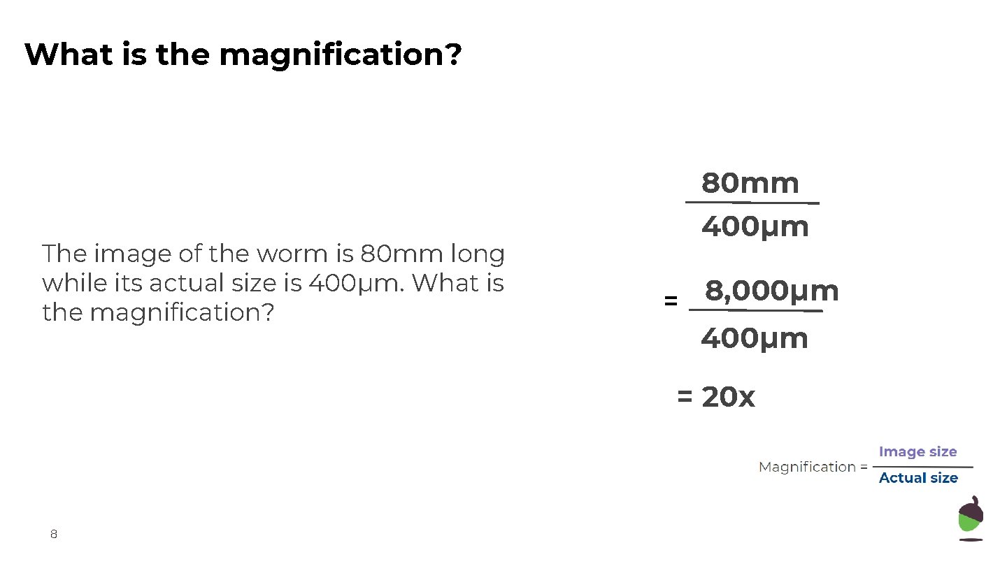 What is the magnification? 80 mm The image of the worm is 80 mm