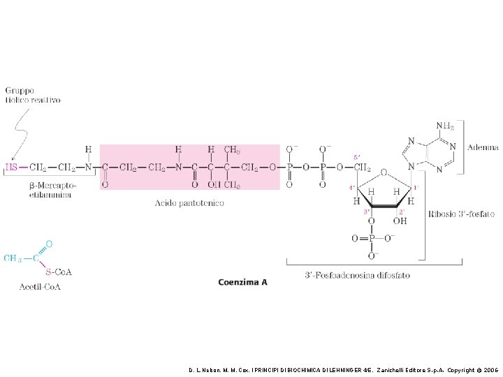 I Principi Di Biochimica Di Lehninger Il catabolismo di proteine grassi e carboidrati avviene