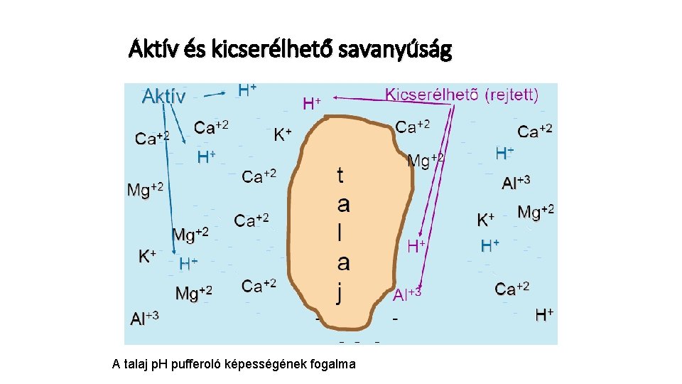 Aktív és kicserélhető savanyúság A talaj p. H pufferoló képességének fogalma 