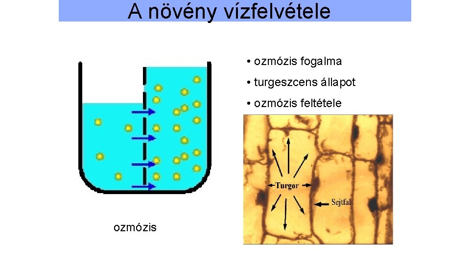 A növény vízfelvétele • ozmózis fogalma • turgeszcens állapot • ozmózis feltétele ozmózis 