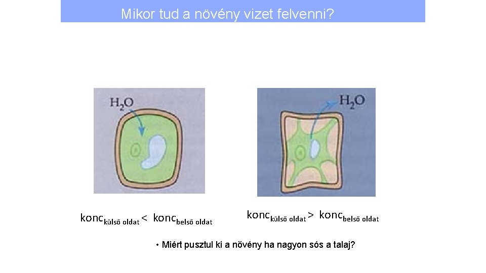 Mikor tud a növény vizet felvenni? konckülső oldat < koncbelső oldat konckülső oldat >