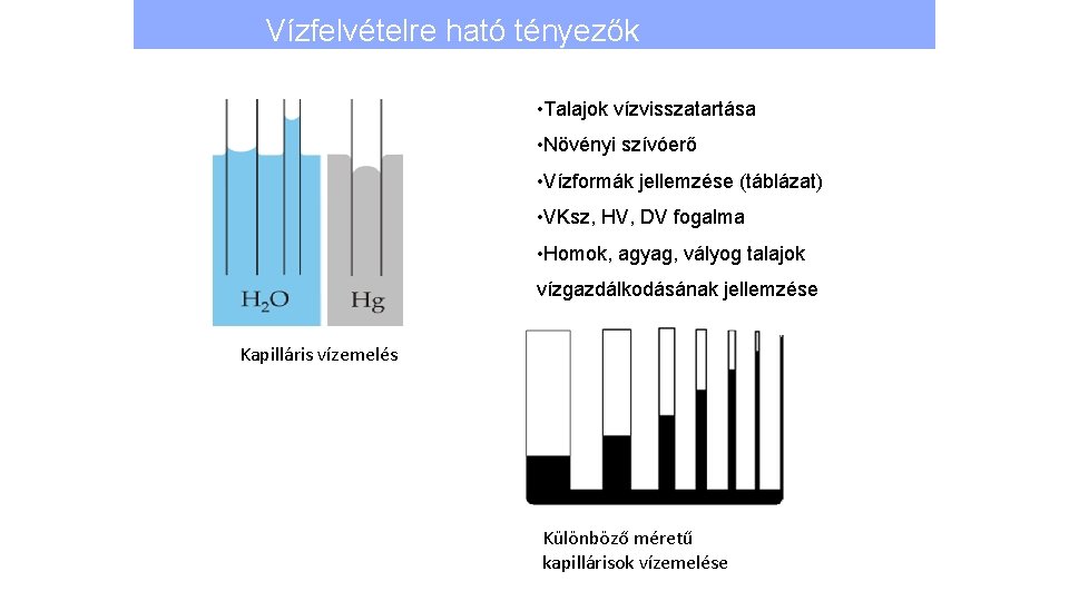 Vízfelvételre ható tényezők • Talajok vízvisszatartása • Növényi szívóerő • Vízformák jellemzése (táblázat) •