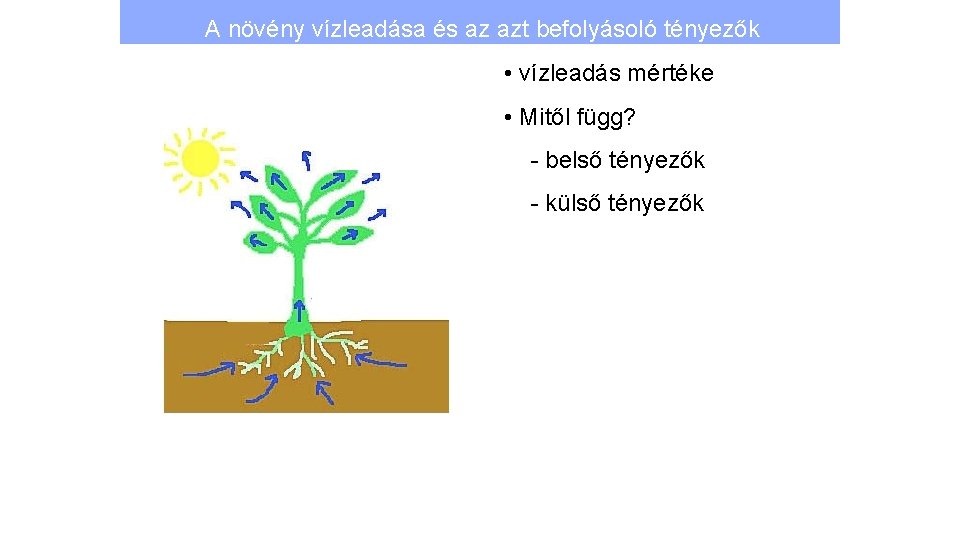 A növény vízleadása és az azt befolyásoló tényezők • vízleadás mértéke • Mitől függ?