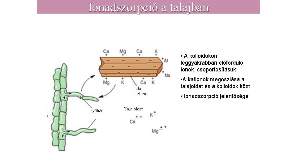 Ionadszorpció a talajban • A kolloidokon leggyakrabban előforduló ionok, csoportosításuk • A kationok megoszlása