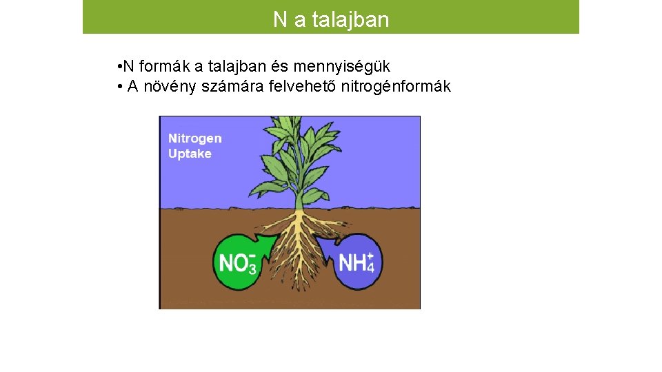 N a talajban • N formák a talajban és mennyiségük • A növény számára