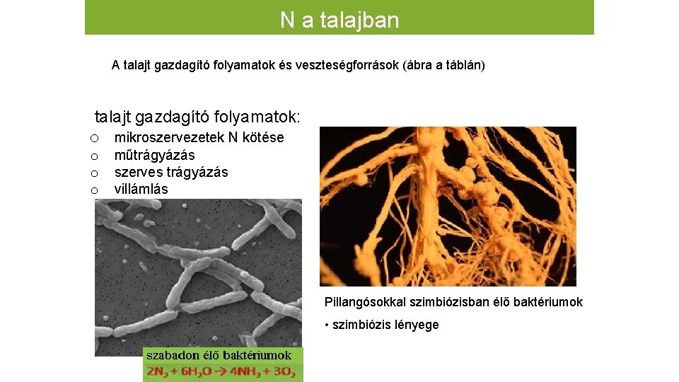 N a talajban A talajt gazdagító folyamatok és veszteségforrások (ábra a táblán) talajt gazdagító