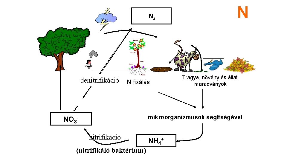 N 2 denitrifikáció N fixálás N Trágya, növény és állat maradványok mikroorganizmusok segítségével NO