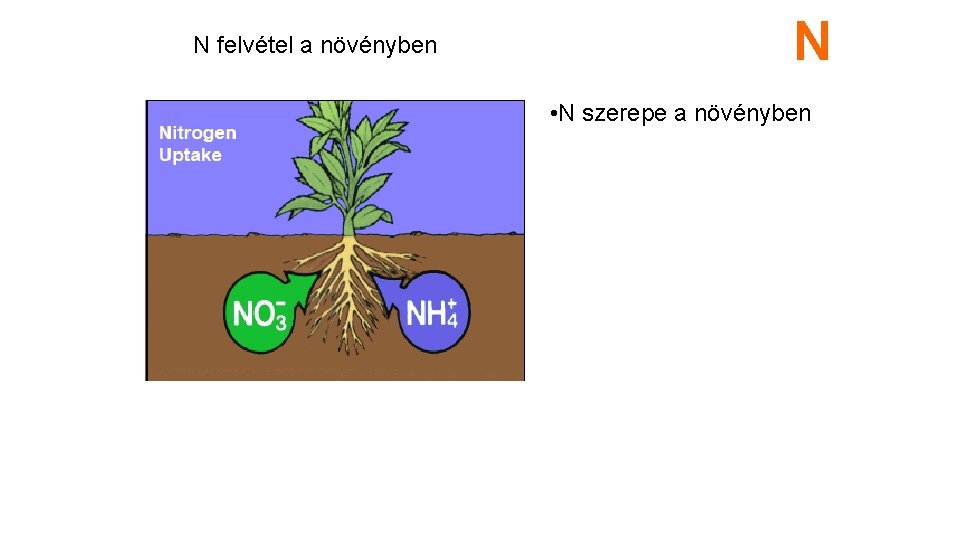 N felvétel a növényben N • N szerepe a növényben 