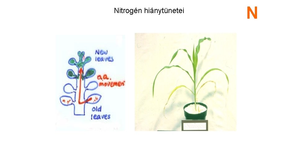 Nitrogén hiánytünetei N 