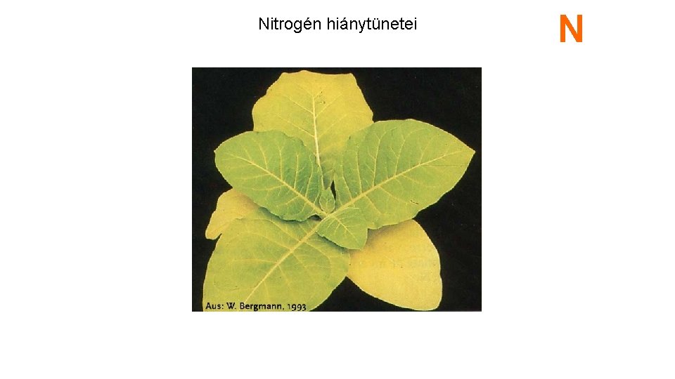 Nitrogén hiánytünetei N 