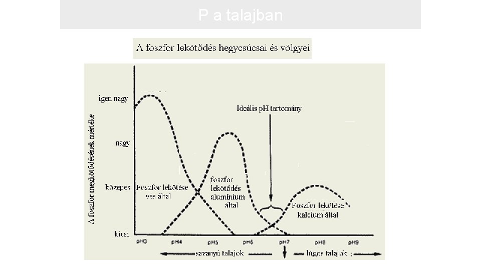 P a talajban 