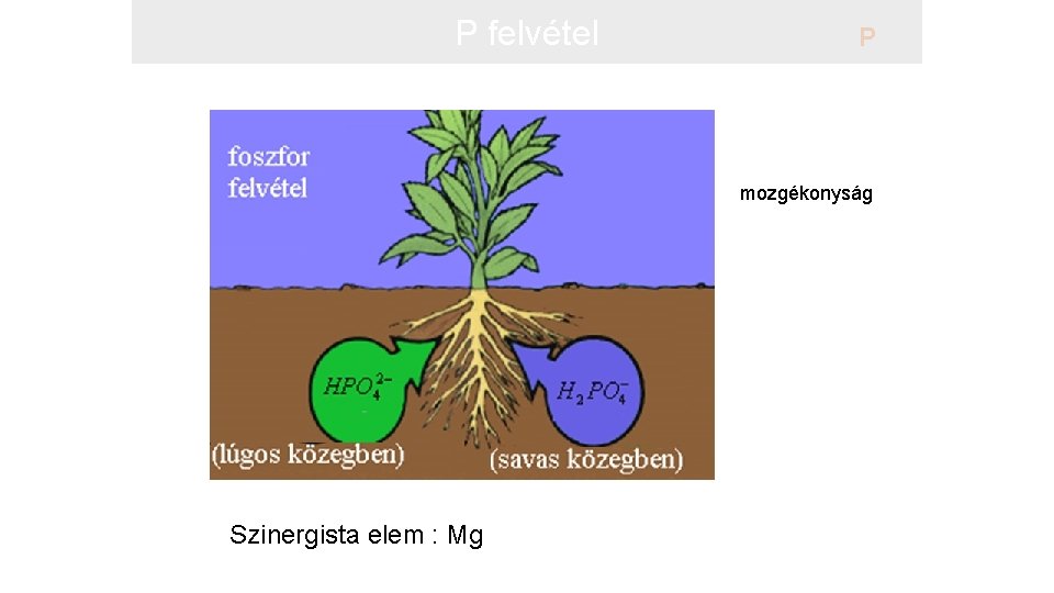 P felvétel P mozgékonyság Szinergista elem : Mg 