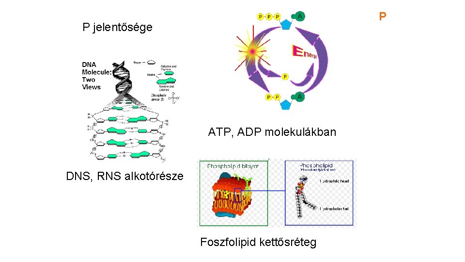 P P jelentősége ATP, ADP molekulákban DNS, RNS alkotórésze Foszfolipid kettősréteg 