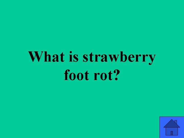What is strawberry foot rot? 32 What is strawberry foot rot? 32