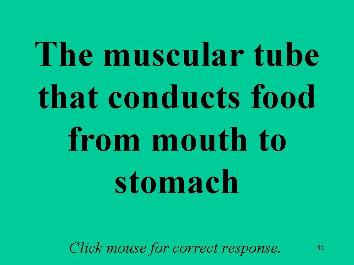 The muscular tube that conducts food from mouth to stomach Click mouse for correct The muscular tube that conducts food from mouth to stomach Click mouse for correct
