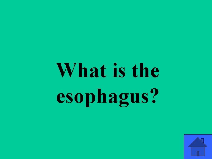 What is the esophagus? 46 