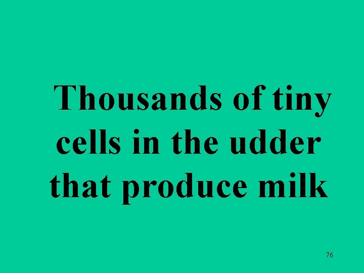 Thousands of tiny cells in the udder that produce milk 76 