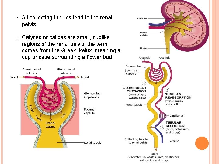 o All collecting tubules lead to the renal pelvis o Calyces or calices are