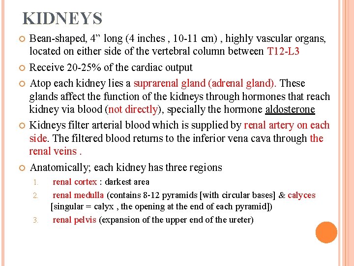 KIDNEYS Bean-shaped, 4” long (4 inches , 10 -11 cm) , highly vascular organs,