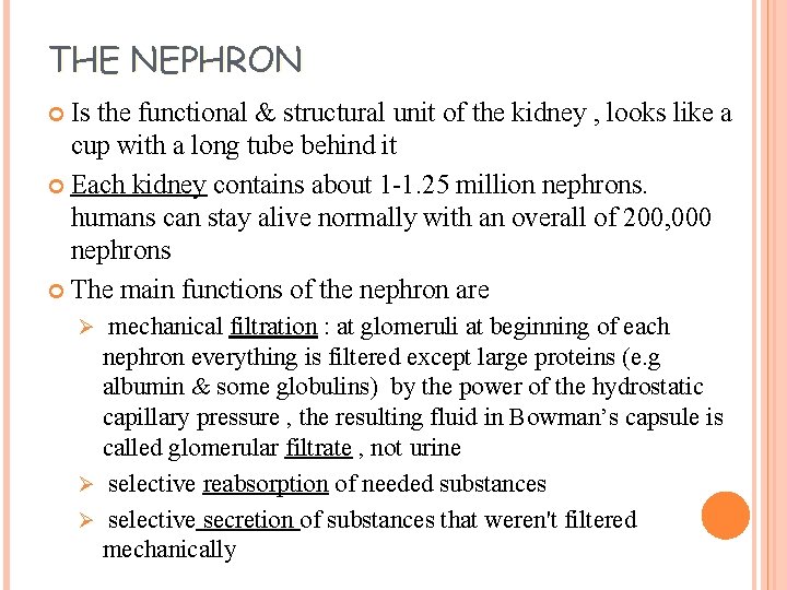 THE NEPHRON Is the functional & structural unit of the kidney , looks like