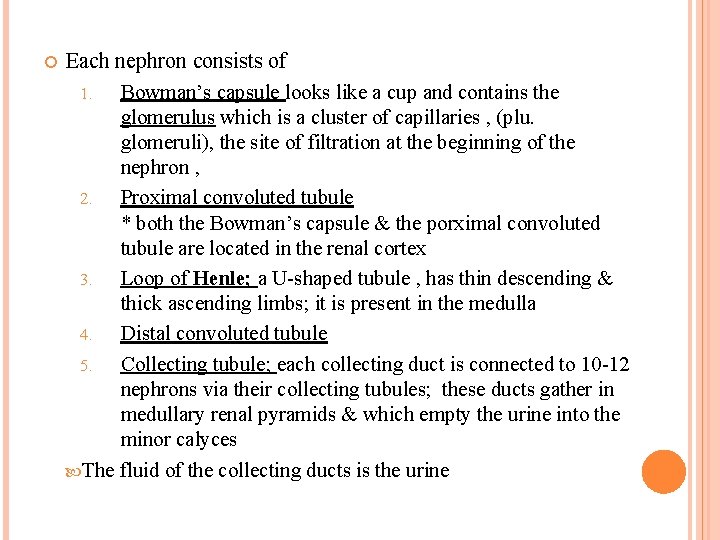  Each nephron consists of 1. Bowman’s capsule looks like a cup and contains