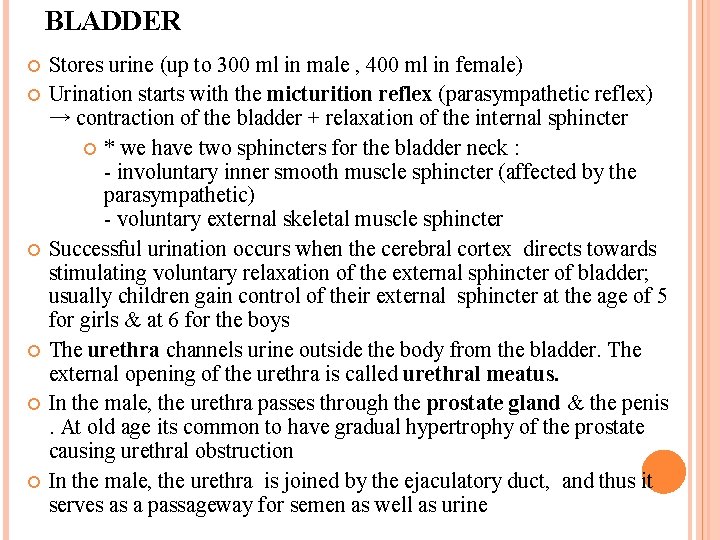 BLADDER Stores urine (up to 300 ml in male , 400 ml in female)