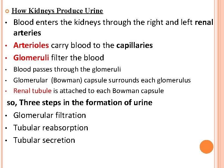  • • • How Kidneys Produce Urine Blood enters the kidneys through the