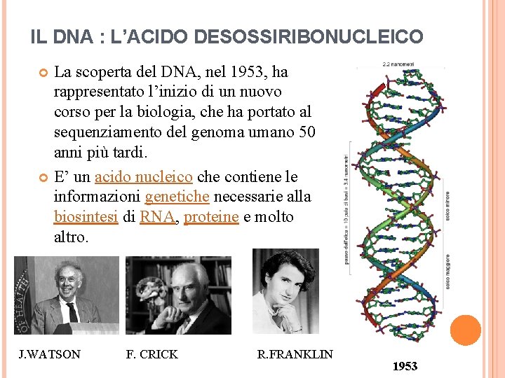 IL DNA : L’ACIDO DESOSSIRIBONUCLEICO La scoperta del DNA, nel 1953, ha rappresentato l’inizio