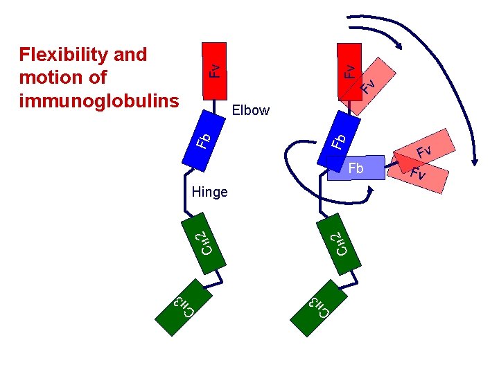 Fv Fv Fv Flexibility and motion of immunoglobulins Fb Fb Elbow Fb CH 2
