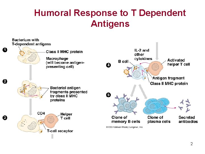 Humoral Response to T Dependent Antigens 2 