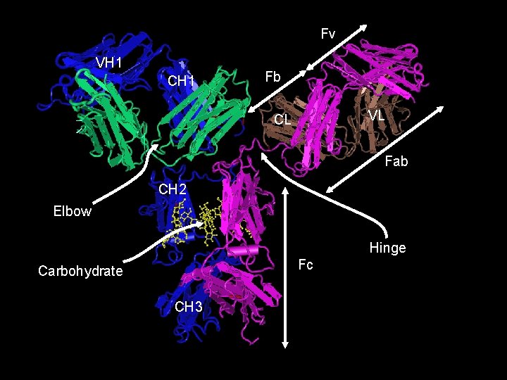 Fv VH 1 CH 1 Fb VL CL Fab CH 2 Elbow Hinge Fc