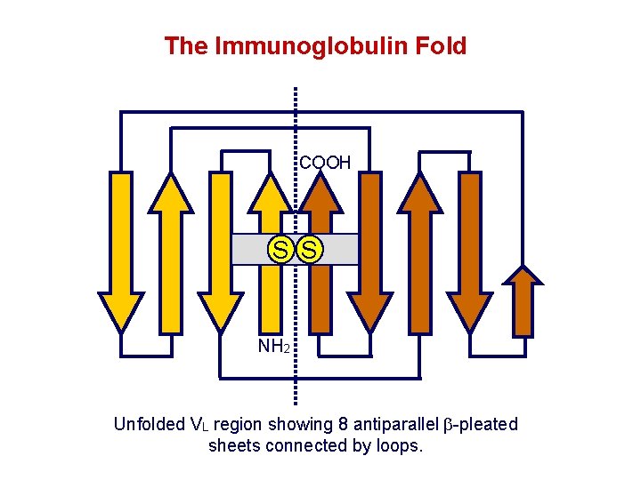 The Immunoglobulin Fold COOH S S NH 2 Unfolded VL region showing 8 antiparallel