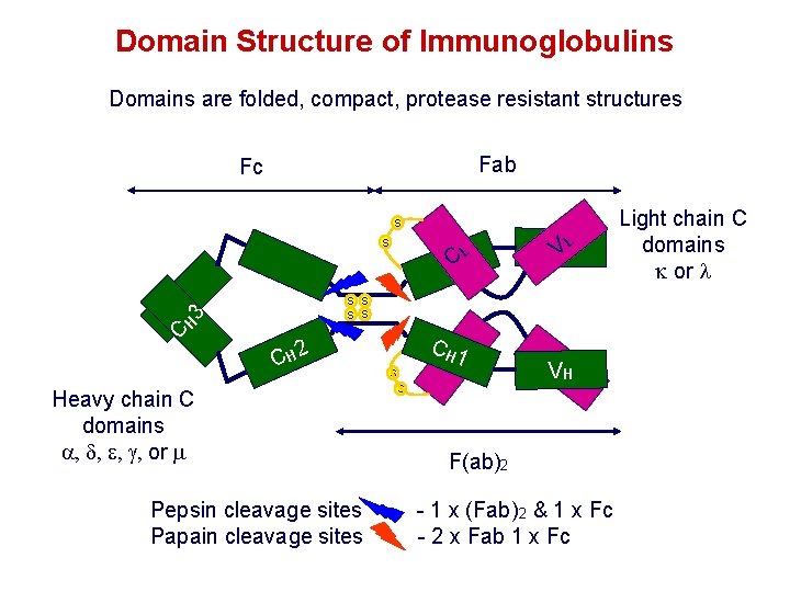 Domain Structure of Immunoglobulins Domains are folded, compact, protease resistant structures Fab Fc S