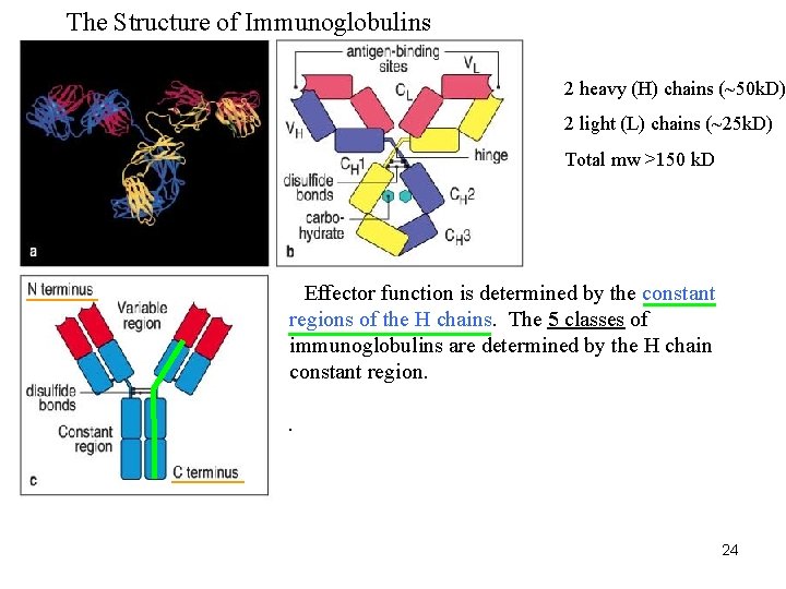 The Structure of Immunoglobulins 2 heavy (H) chains (~50 k. D) 2 light (L)