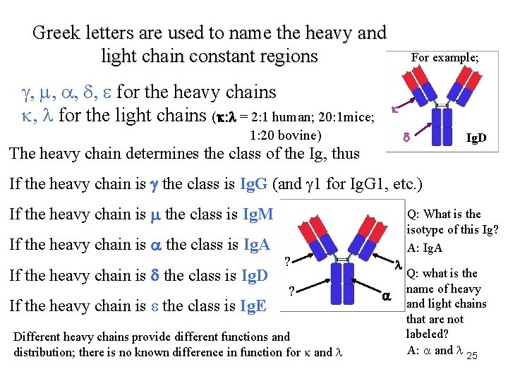 Greek letters are used to name the heavy and light chain constant regions g,