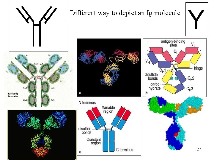 Different way to depict an Ig molecule Y 27 