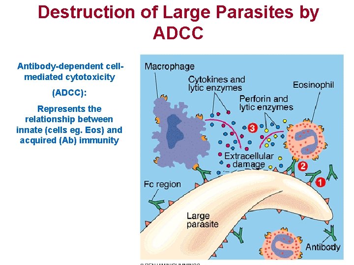 Destruction of Large Parasites by ADCC Antibody-dependent cellmediated cytotoxicity (ADCC): Represents the relationship between