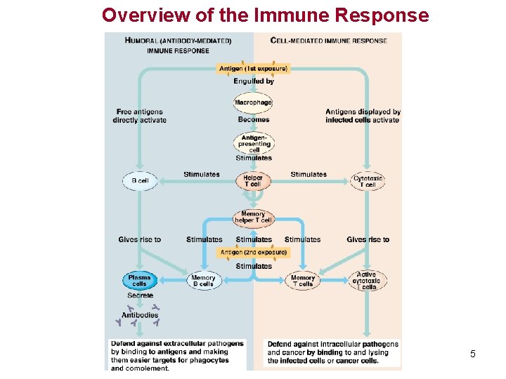 Overview of the Immune Response 5 