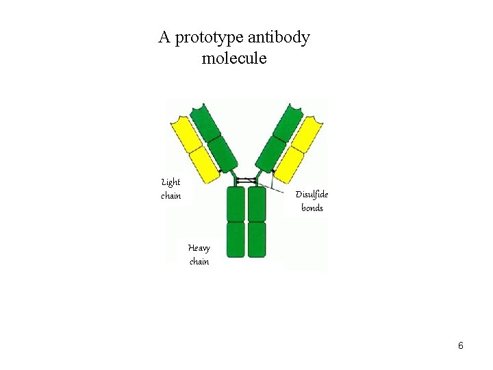 A prototype antibody molecule Light chain Disulfide bonds Heavy chain 6 