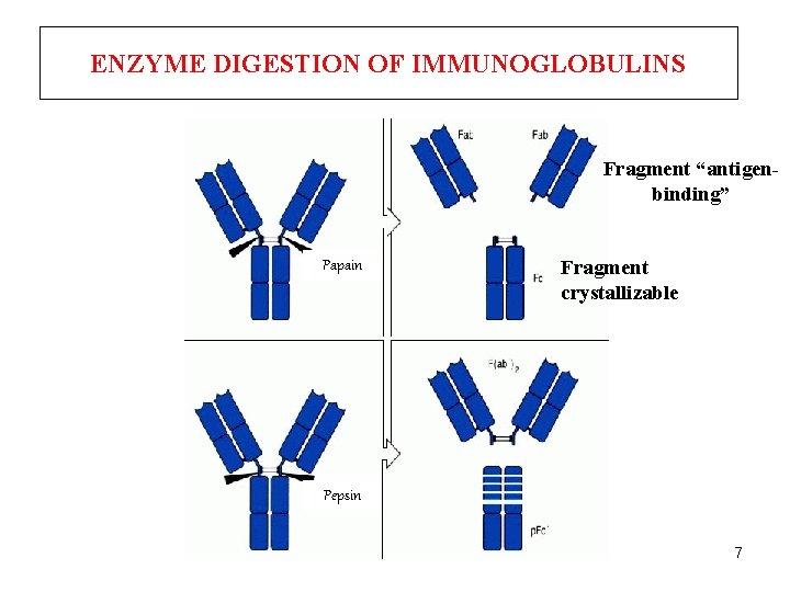 ENZYME DIGESTION OF IMMUNOGLOBULINS Fragment “antigenbinding” Papain Fragment crystallizable Pepsin 7 