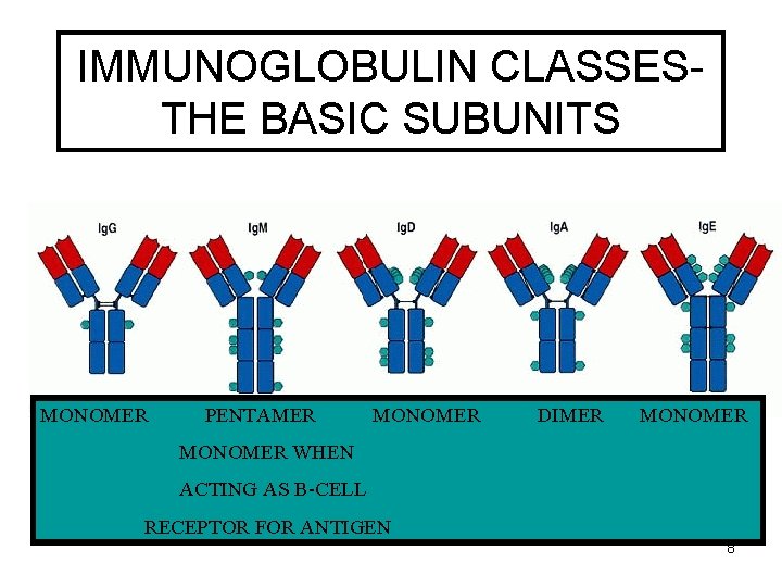 IMMUNOGLOBULIN CLASSESTHE BASIC SUBUNITS MONOMER PENTAMER MONOMER DIMER MONOMER WHEN ACTING AS B-CELL RECEPTOR