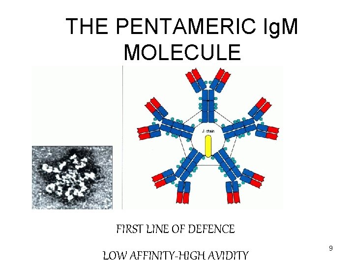THE PENTAMERIC Ig. M MOLECULE FIRST LINE OF DEFENCE LOW AFFINITY-HIGH AVIDITY 9 