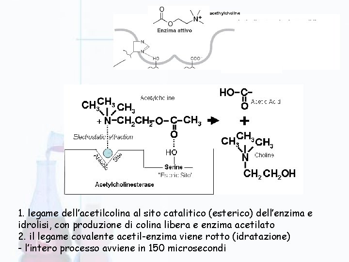 acethylcholine 1. legame dell’acetilcolina al sito catalitico (esterico) dell’enzima e idrolisi, con produzione di