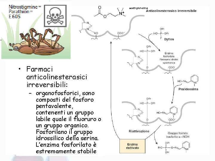 acethylcholine • Farmaci anticolinesterasici irreversibili: – organofosforici, sono composti del fosforo pentavalente, contenenti un