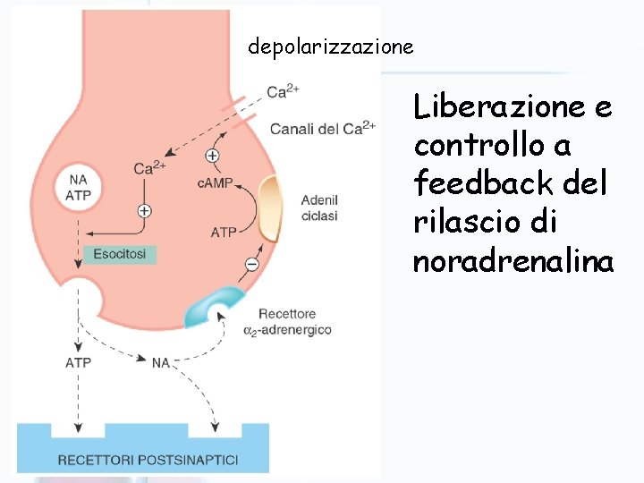 depolarizzazione Liberazione e controllo a feedback del rilascio di noradrenalina 